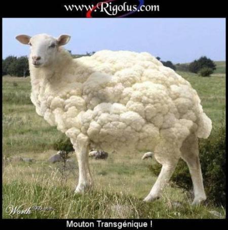 MON MOUTON